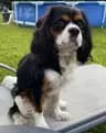 Snoopy